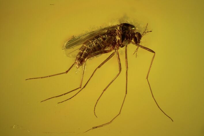 Detailed Fossil Fly (Chironomidae) In Baltic Amber #105438